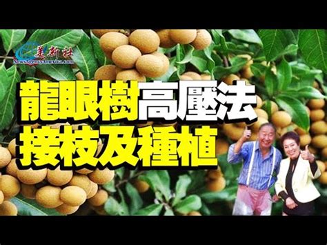 龍眼樹 種植|龍眼樹高壓法接枝及種植技巧